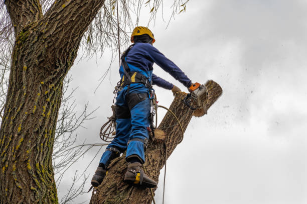 How Our Tree Care Process Works  in  Junction, TX